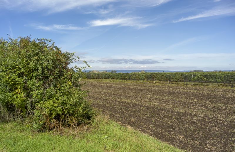Pasture Clearing in Katy, TX