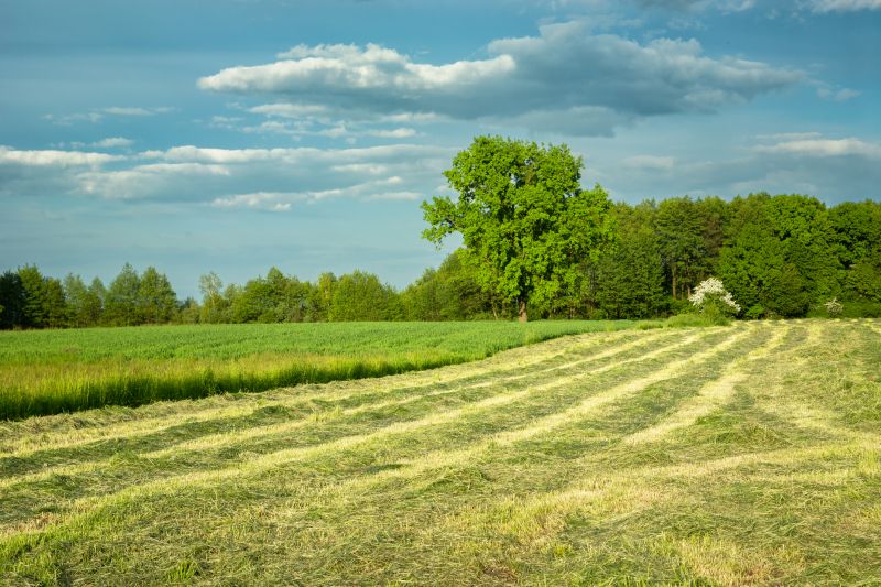 Pasture Clearing in Katy, TX